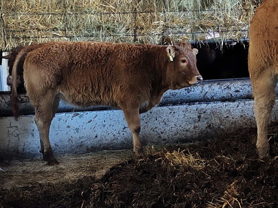 Sprzedam byczki  jałówki 100% lm   odsadki