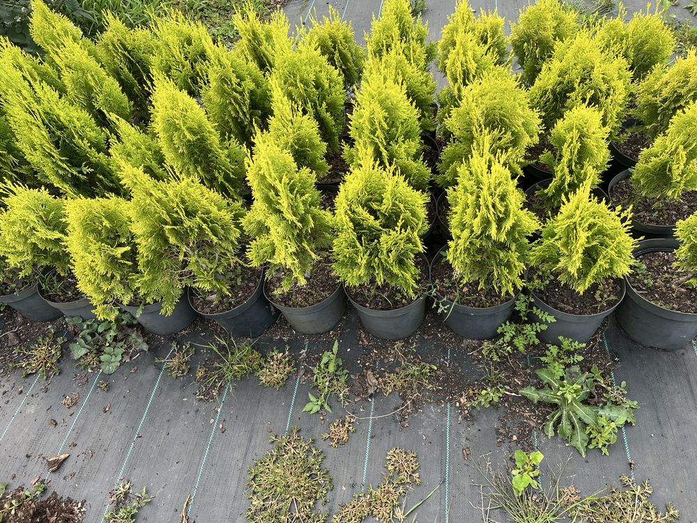 Thuja orientalis 'Aurea Nana' Туя східна 'Ауреа Нана'