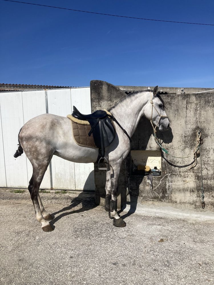 Cavalo com 7 anos inteiro a volta de 1;58m