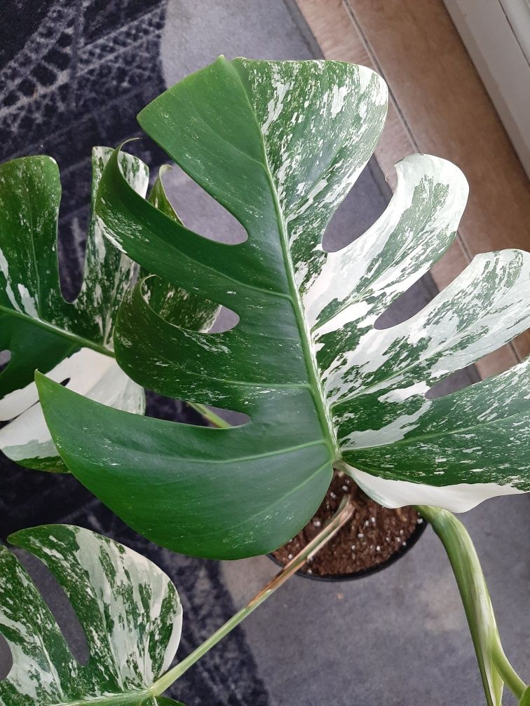 Monstera variegata, duża roślina.