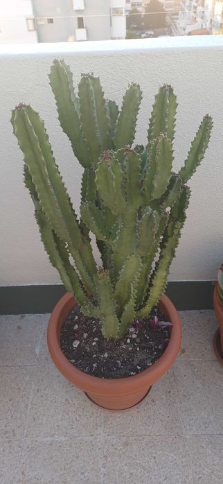 Cacto euphorbia com 1 metro altura e 40cm largura