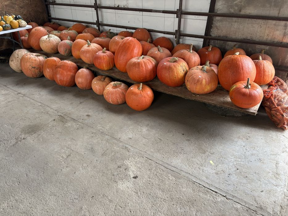 Dynie odpad bambino jadalne