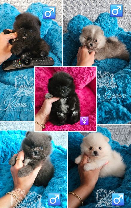 Piesek Szpic miniaturowy/ Pomeranian PASZPORT!!