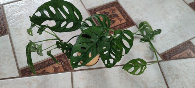 Monstera monkey mask