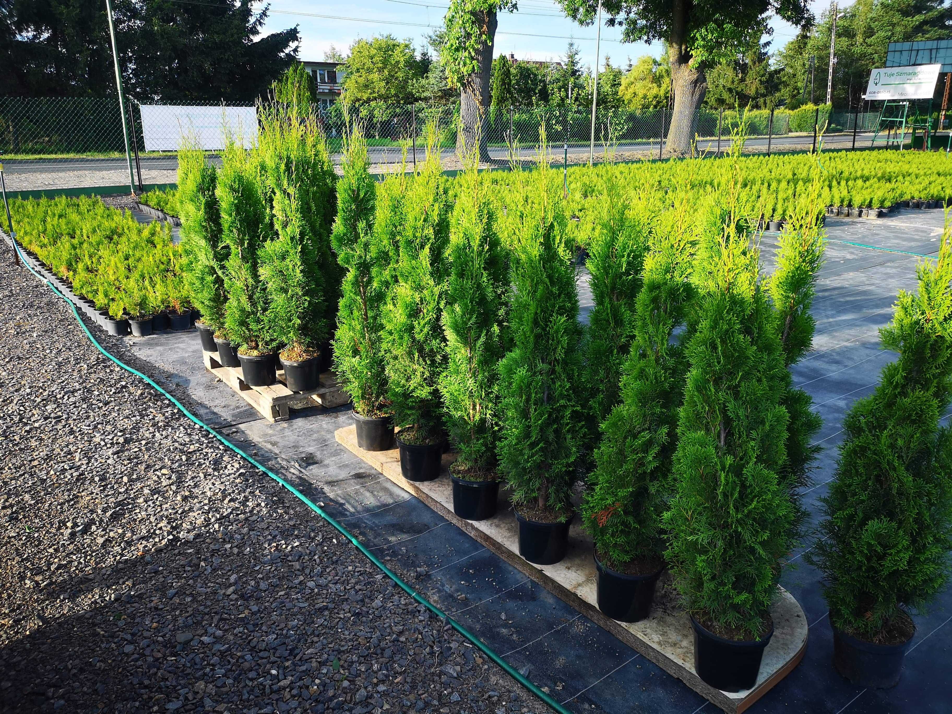 Tuja szmaragd 120-140cm thuja smaragd szmaragdowa szmaragdowe
