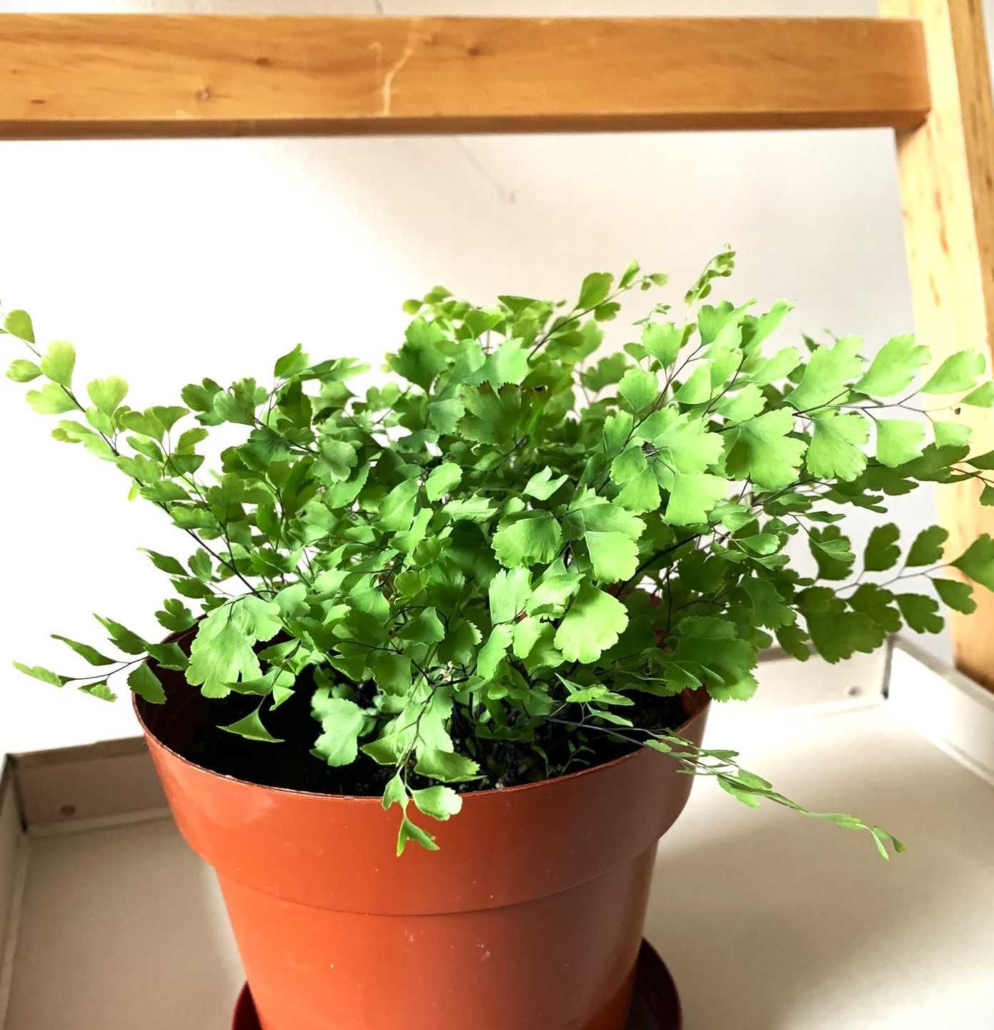 Папоротник Венерин волос, Адиантум, Adiantum