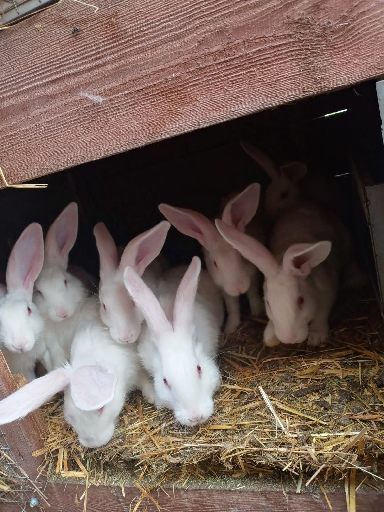 Sprzedam króliki Termądzkie białe