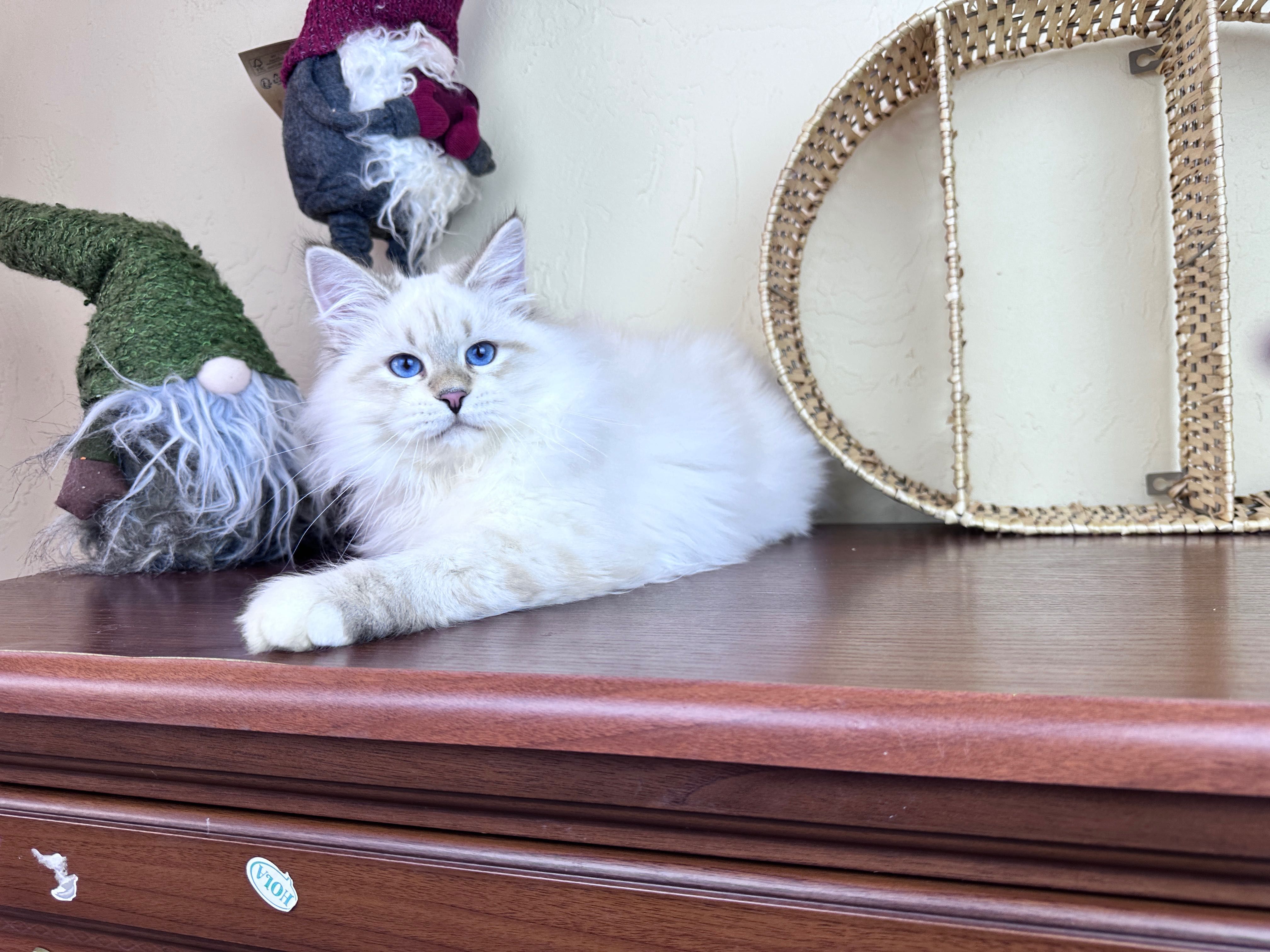 синьоокий красивий котик нєвський маскарадний з документами