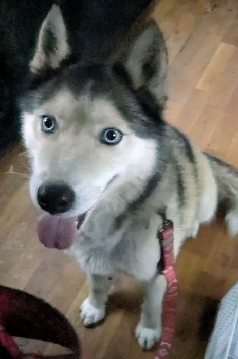 Віддам Хаскі в добрі руки.