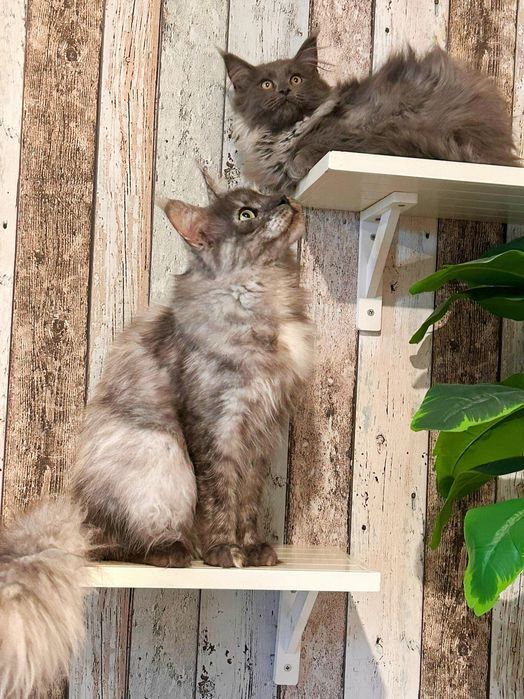 Piękny kocurek OREO Maine coon