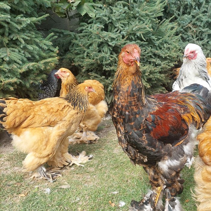 Brahma olbrzymia