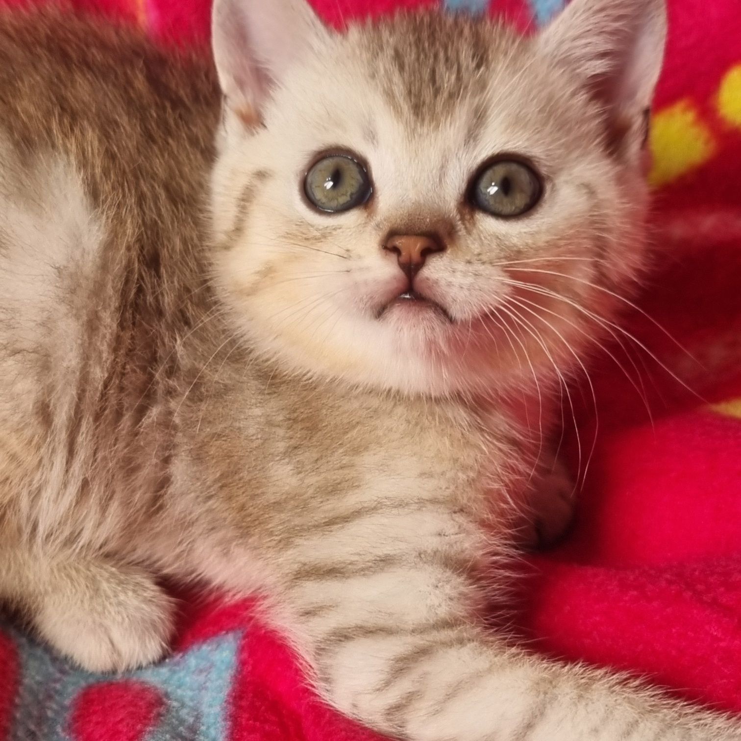 Срочно цена снижена  шикарные шотландские котики!
