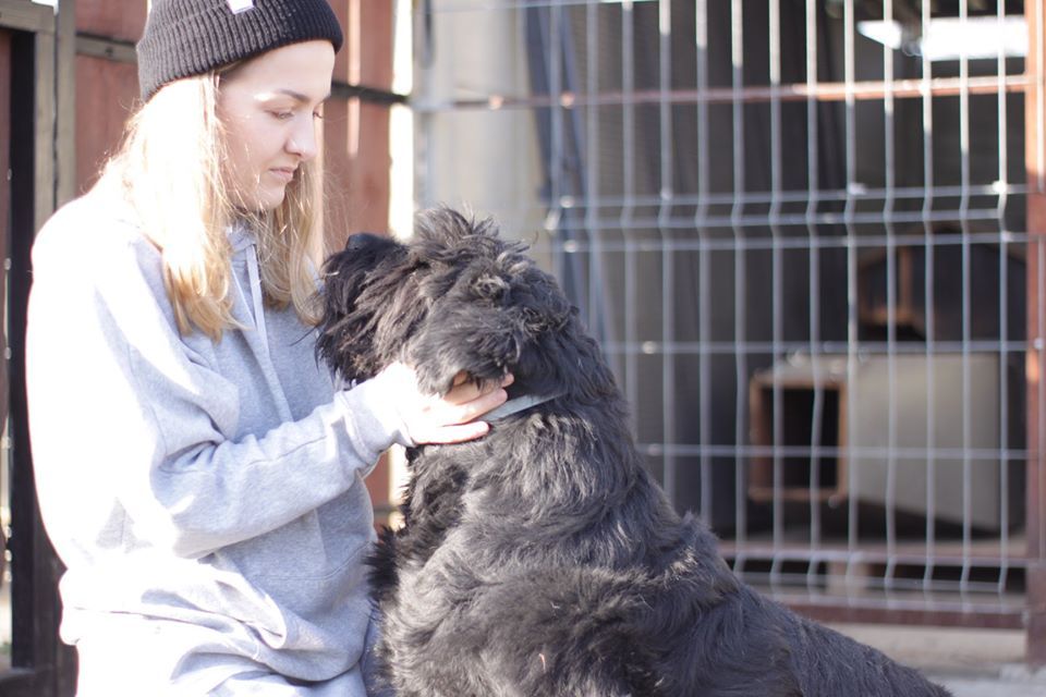 Fiona w typie sznaucera, pogodna sunia z wadą przednich łap