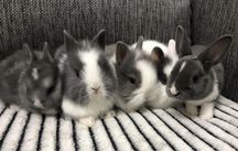 Królik karzełek miniaturka teddy niebieski biały