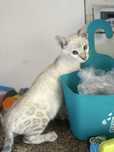 bengal lynx com LOP