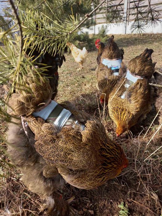 Захистні попони для Вашої птиці.важливо точність ,якість.досвід