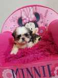 Śliczna suczka shih tzu + wyprawka