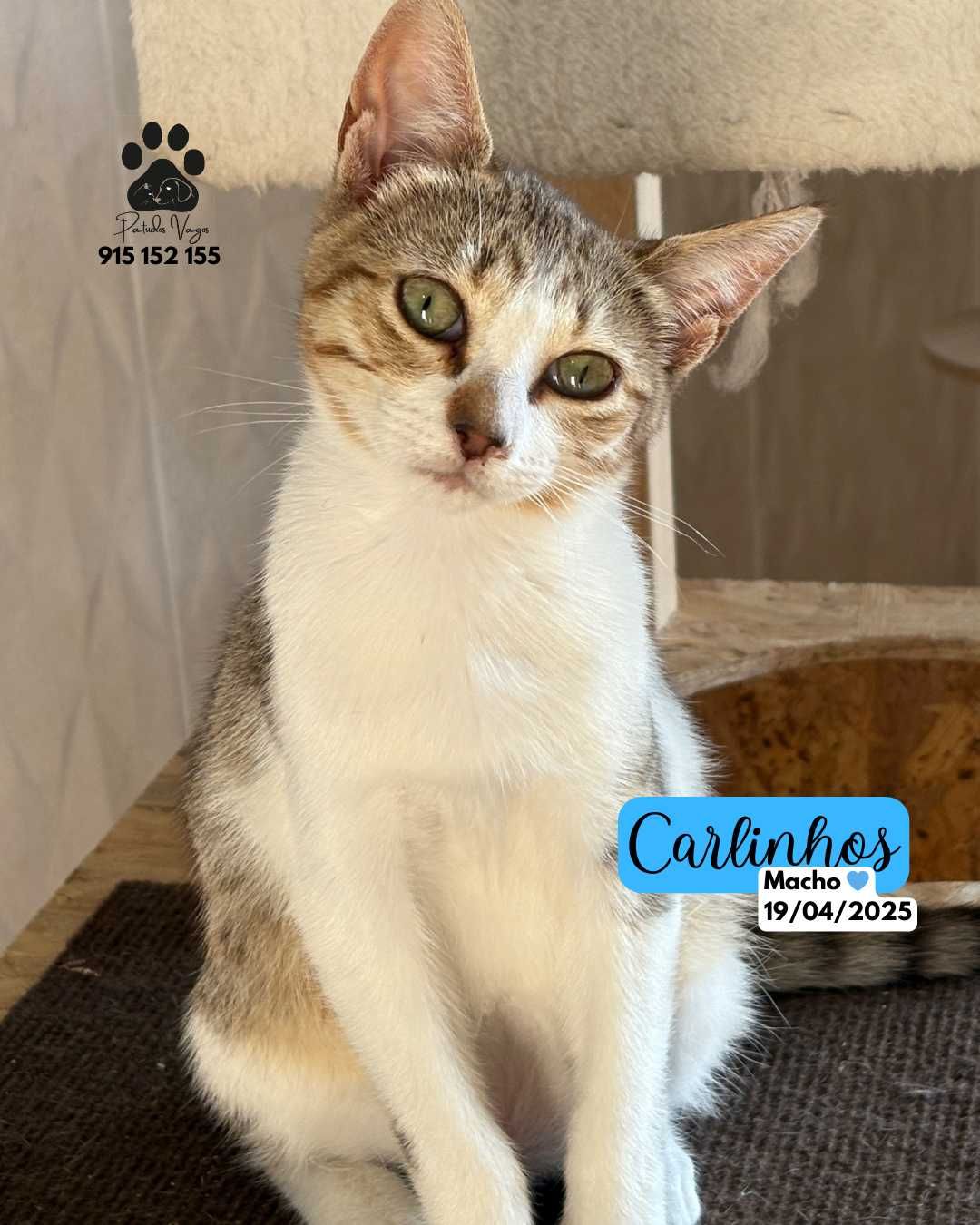 Gatinhos para adoção