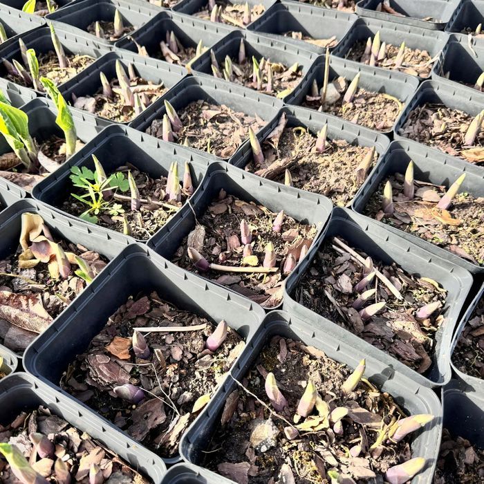 Funkia Hosta 'Wide Brim' W DONICZCE 2.0L