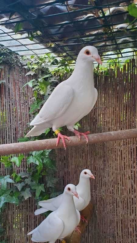 Pombos Correios Brancos
