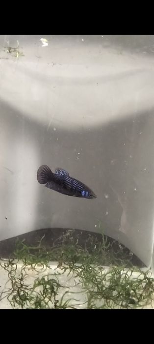 Bettas allien fêmea  3 - 20€
