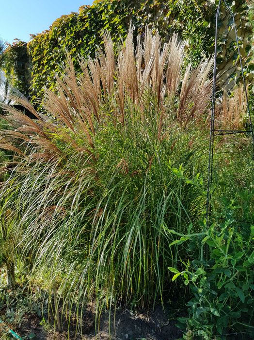 Miskant chiński. Wysokie, ozdobne, pięknie przebarwiające się trawy