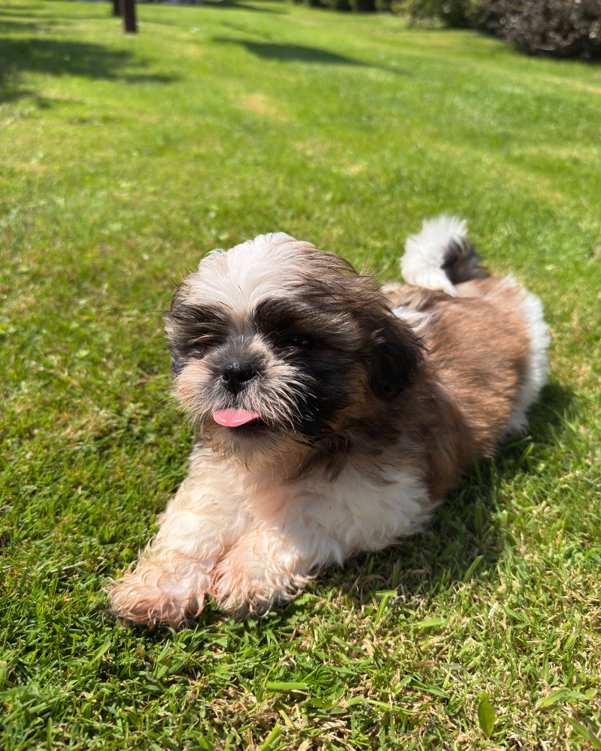 Szczeniaczek Shih Tzu gotowy do zmiany domku