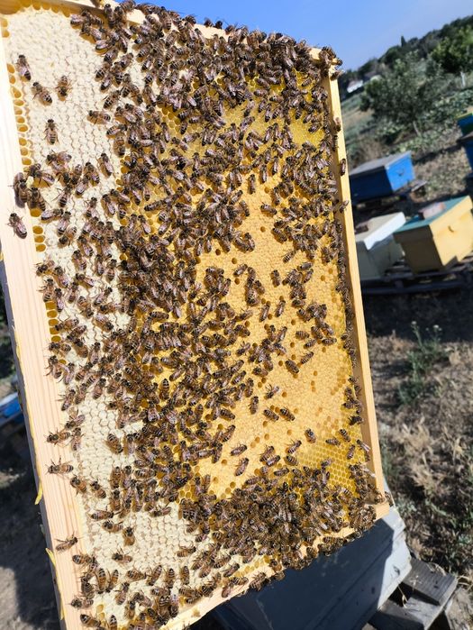 Бджоломатки БАКФАСТ F1 2025