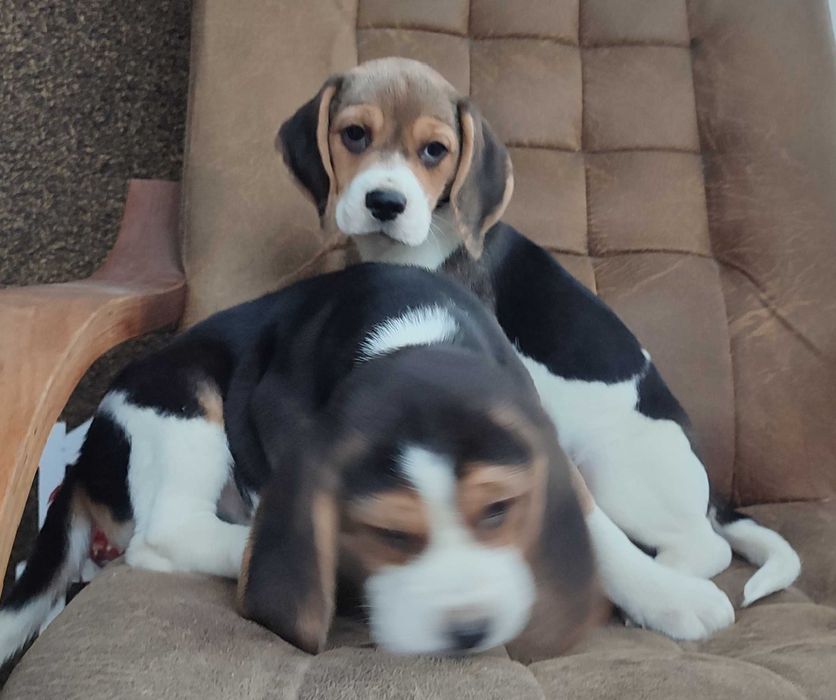 Beagle suczka tricolor