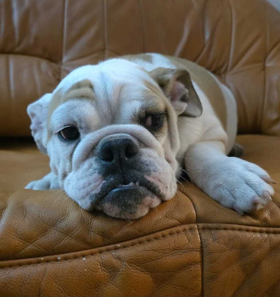 Buldog Angielski Sunia