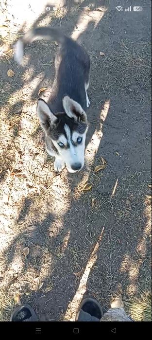 Хаски девчонки щеночки милые
