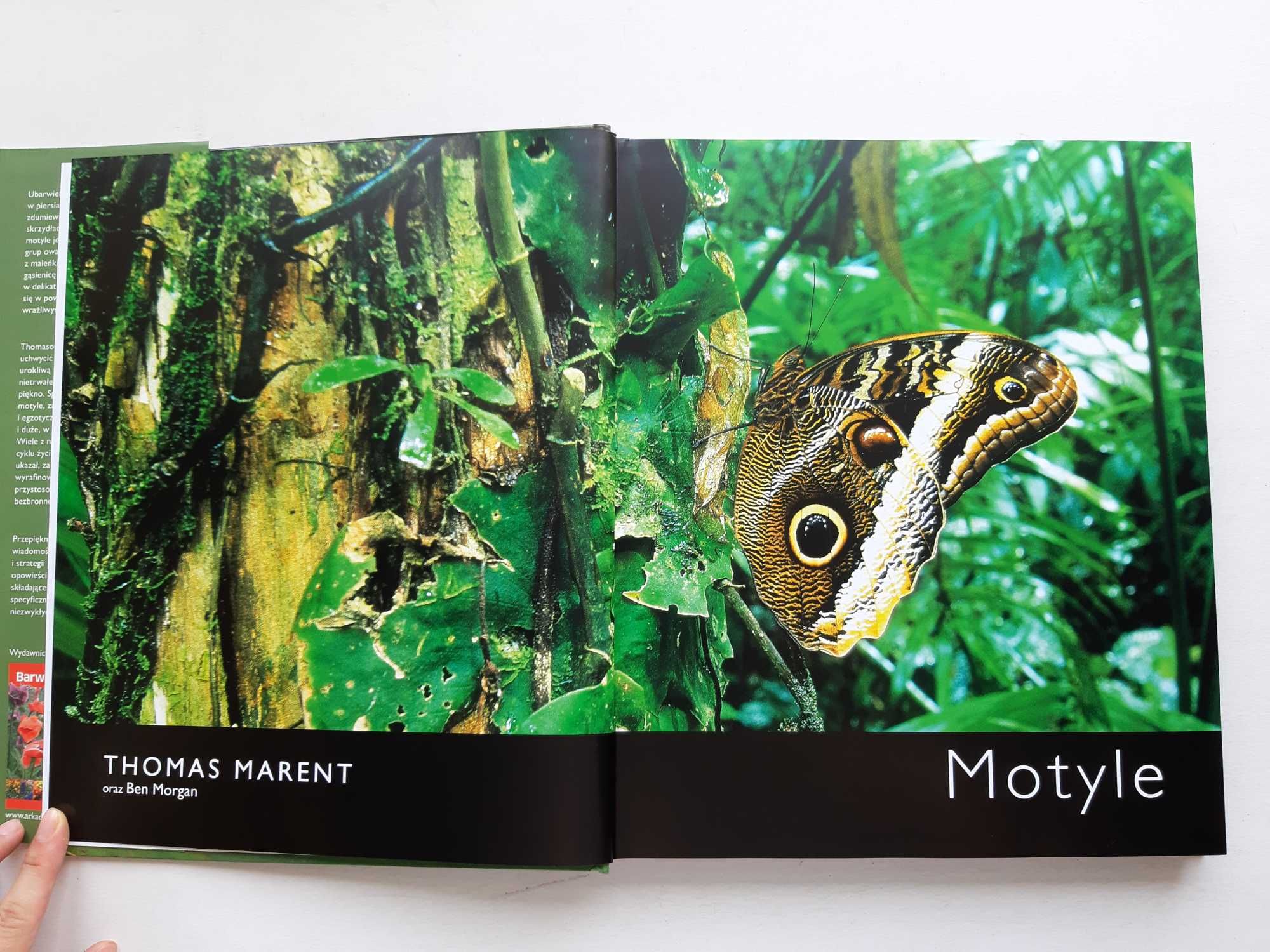 Motyle – Thomas Marent