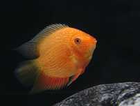 Severum red piękne  okazy
