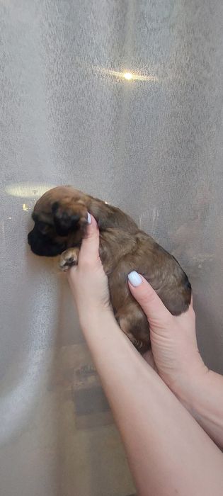 Цуценята кокер спаніеля безкоштовно