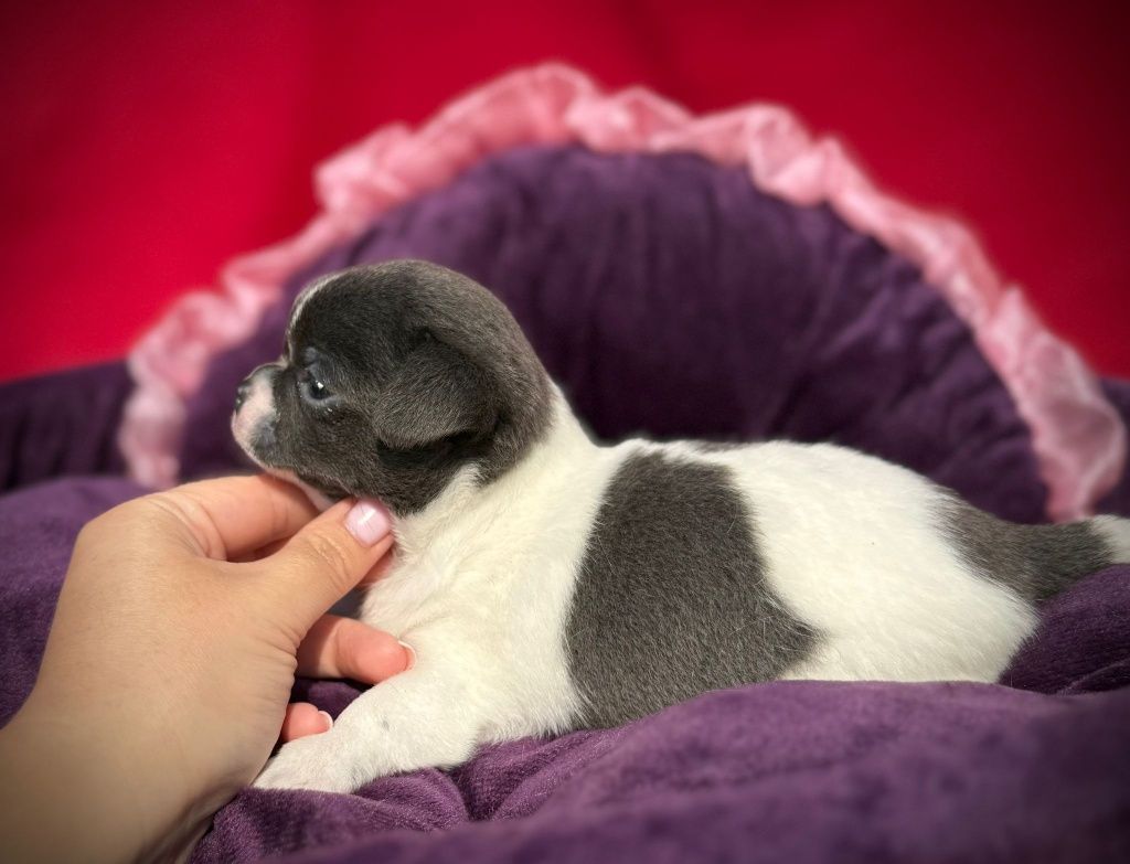 Suczka Chihuahua z rodowodem