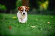 Jack Russell Terrier ZKwP FCI
