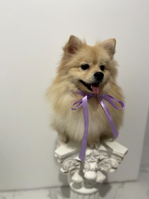 Всього 2 Чарівних Померанських шпіців