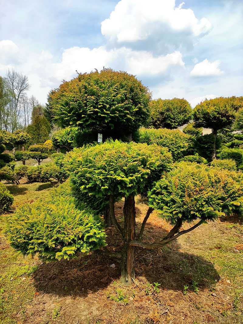 Pietraszewski rośliny i krzewy ogrodowe, formowane Bonsai Sosna Cyprys