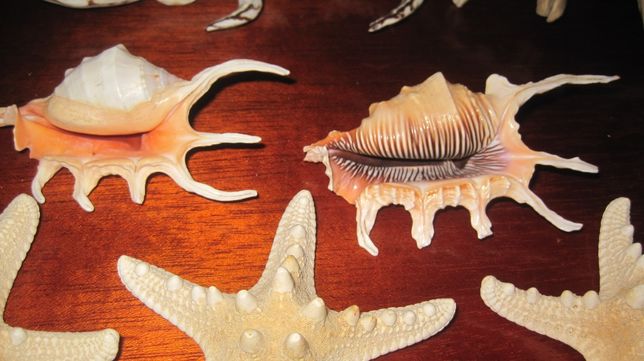 раковины ракушки с тропических морей океанов звезда аквариум