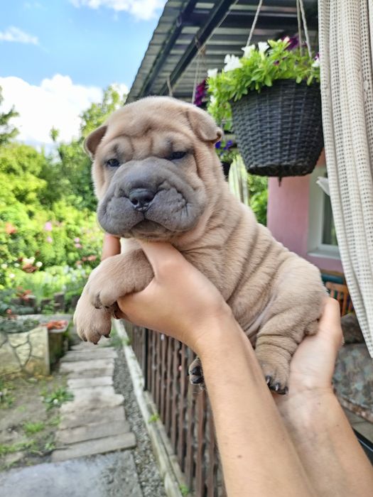 Шарпей щенки продаж