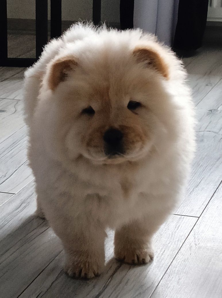 Chow chow szczenię