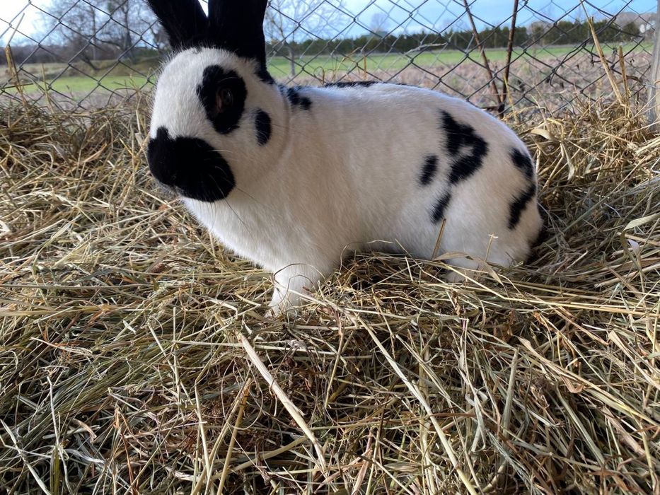 Кролі Строкачі самці