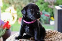 Piękny szczeniak Labrador Retriever