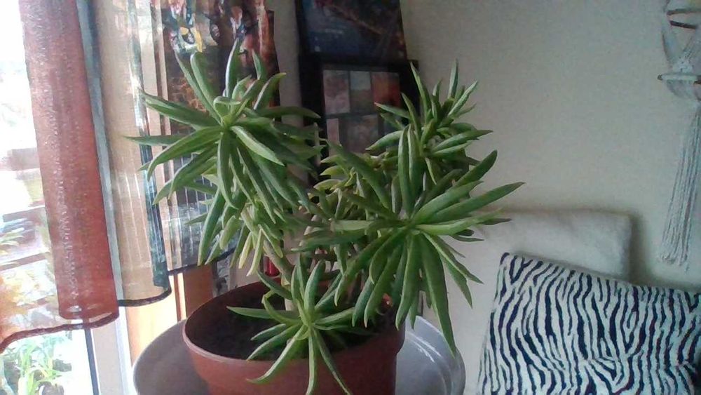 Vasos com ARBUSTO Suculenta SENECIO - planta que dá flores amarelas