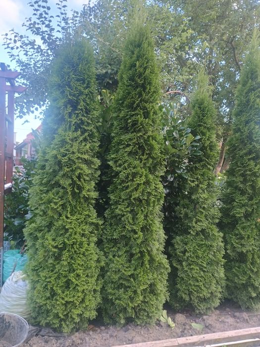 Thuja szmaragd  2,5 - 3,00 m