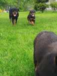 Szczeniak Rottweiler