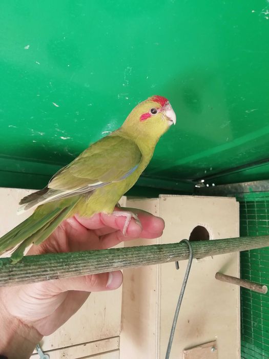 Kakarikis verdes, amarelos e azuis - criar à mão e independentes