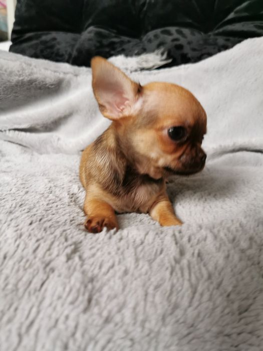 GOTOWA DO ODBIORU Lalunia Malunia dziewczynka chihuahua CUDO