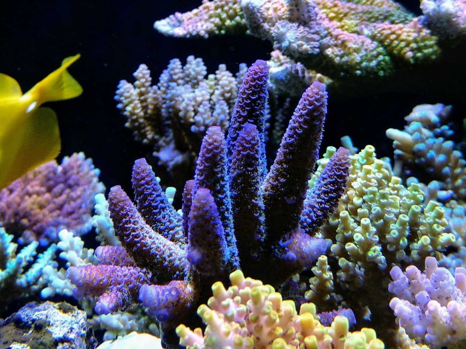 Acropora szczepki Mysłowice Woj.Śląskie