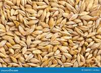 Ячмень, пшеница зерно